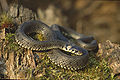 Grass snake