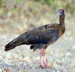 Intianiibis (Pseudibis papillosa)