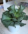 Adromischus cristatus