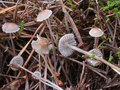 Mycena clavicularis