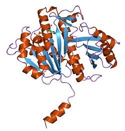 Zellteilungsprotein FtsZ1 (Methanococcus jannaschii)