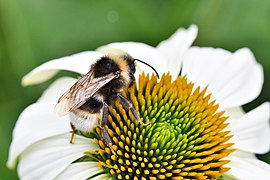 Bombus vestalis.