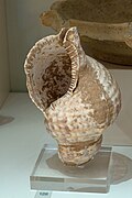 Whelk shell, Halieis, AM of Nafplio, 202315.jpg