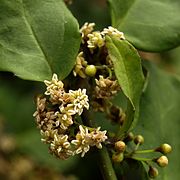 Amborella trichopoda