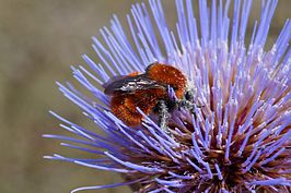 Bombus dahlbomii