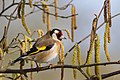 Carduelis carduelis Chardonneret élégant