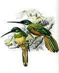 Green-tailed jacamar