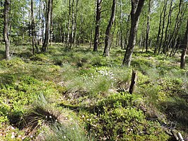 Dophei-berkenbroek met eenarig wollegras