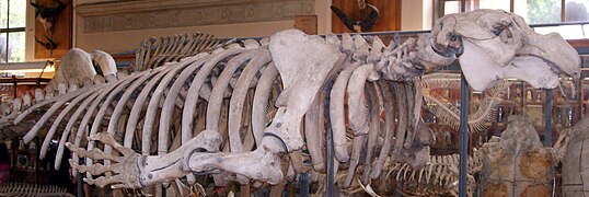 Squelette complet d'un dugong (à ne pas confondre avec la rhytine de Steller) au Muséum d'histoire naturelle de Paris.