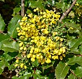 Mahonia pinnata ssp. insularis