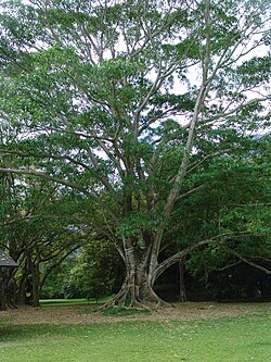 Inga feuillei no Jardim Botânico Ho'omaluhia, em Oahu, no Havaí, nos Estados Unidos.