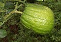 Mature fruit of Yanover etrog