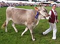 Brown swiss