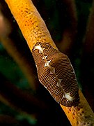 Cyphoma signatum