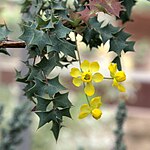 Mahonia fremontii