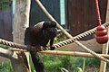 Red-backed beared saki