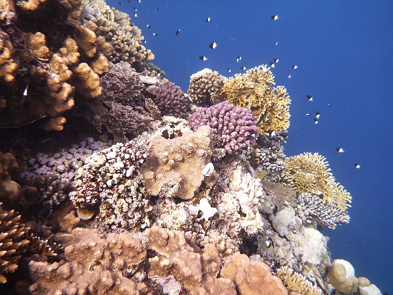 File:Red Sea Corals4.JPG