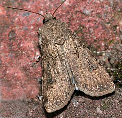 Agrotis segetum