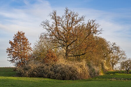 Feldgehölz östlich oberhalb des Michelbachtals im Gewann Holdersteigle im Landkreis Heilbronn Foto: Roman Eisele