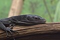 Black tree monitor