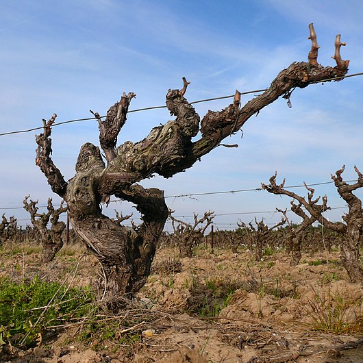 Cep vigne.jpg