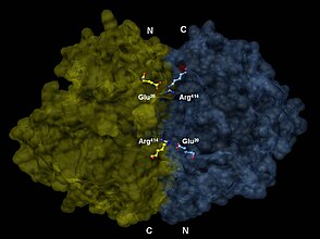 3-D depiction of enolase dimer in antiparallel orientation. One dimer’s N-terminal Glu20 forms an ionic bond with the other’s C-terminal Arg414 to stabilize the enzyme’s quaternary structure.