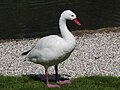 Coscoroba swan