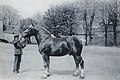 Artisan, Postier Breton in Landivisiau gezogen, 1926 verkauft an Haras national d'Hennebont verkauft