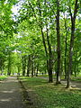 Alley in Kochubeyevsky Park