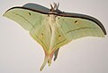 Actias selene hím