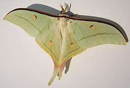 Actias selene