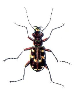 Pajūrio šoklys (Cicindela maritima)