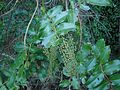 Coriaria arborea