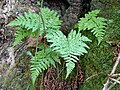 Dryopteris aemula