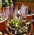 Lachenalia pallida