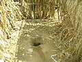 Traditional pit latrine in North Kamenya, Kenya