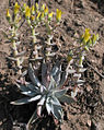 Dudleya verityi