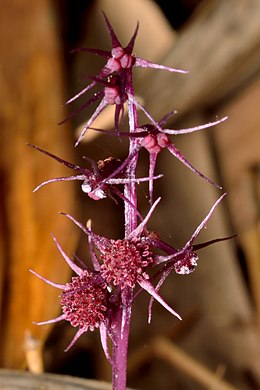 Sciaphila secundiflora