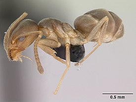 Doleromyrma darwiniana