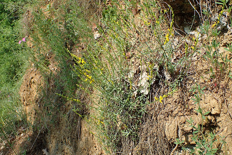 File:Genista tinctoria kz05.jpg