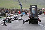 Atlantic White-sided Dolphin caught in a drive hunt in Hvalba on the Faroe Islands being taken away with a forklift