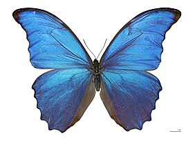 Morpho didius struktuursete tiivasoomustega