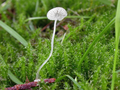 Mycena stylobates