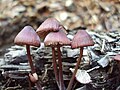 Mycena purpureofusca