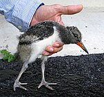 Artikel: Eurasian Oystercatcher