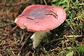 !Russula.badia!