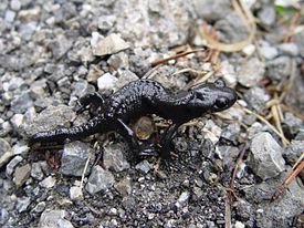 Alppisalamanteri (Salamandra atra)