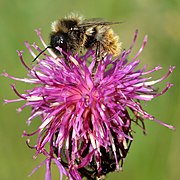 Bombus rupestris