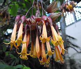 Csapodya splendens