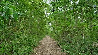 Photographie d'un chemin dans un bois.